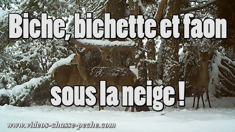 biche, bichette et faon